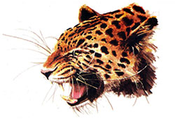 carte-postale4